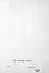Septoria ficariae image